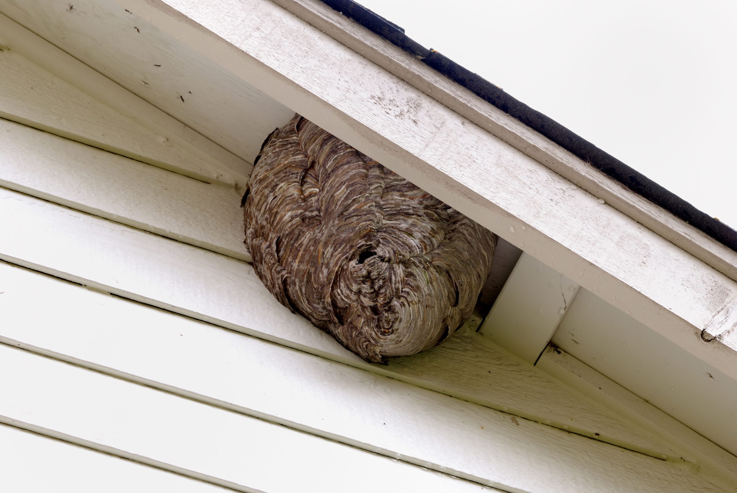 Deerfield Pest Control Bees Hornets